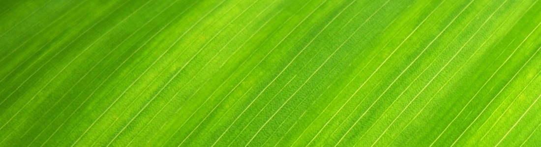 La chlorophylle (French only)